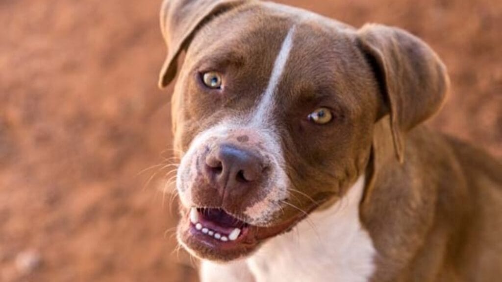 animal shelters in Oklahoma City