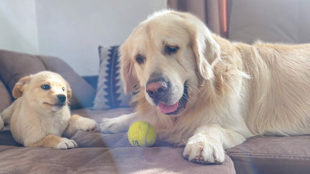 animal shelters in Edmond