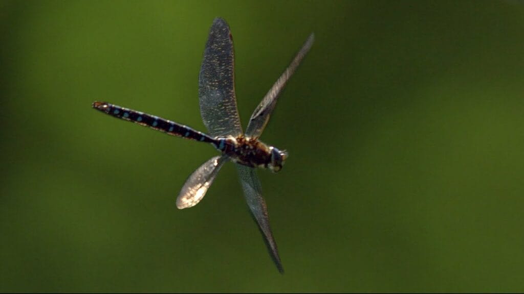 pest control in Edmond