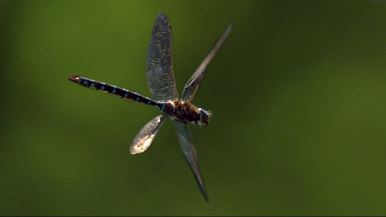 4 Best Pest Control in Edmond, OK [Update 2024]