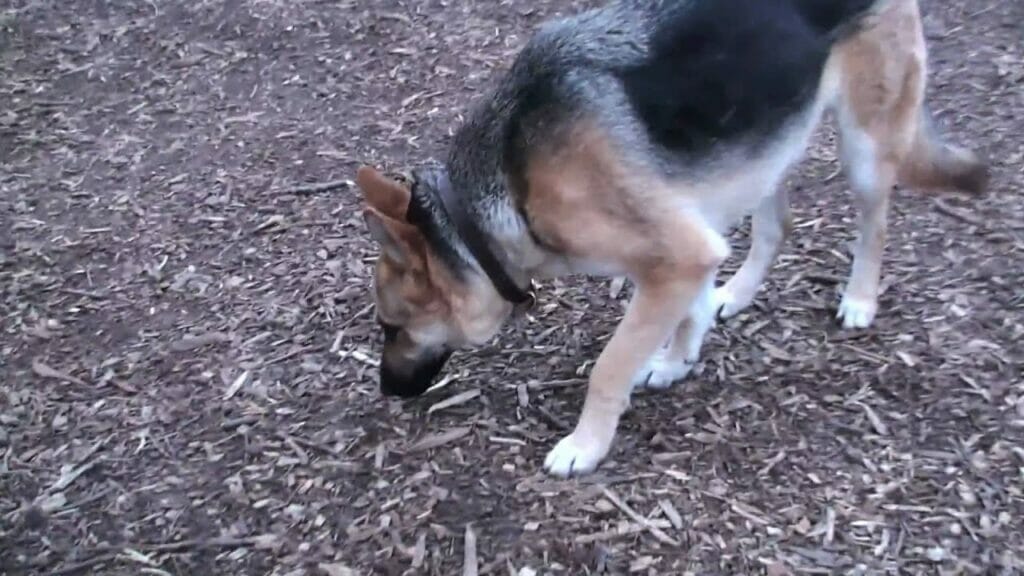 Edmond Dog Park